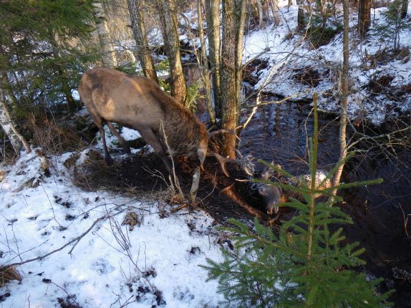 Stora hjorten frsker dra upp den dda